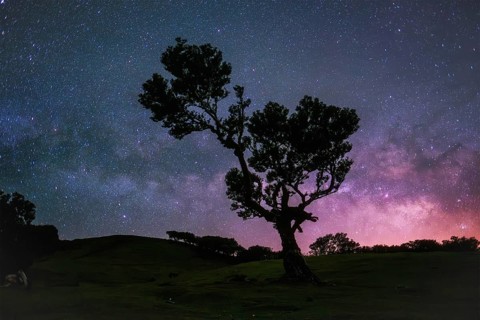 Centuries-old til trees in fantastic magical idyllic Fanal Laurisilva forest in night with starry