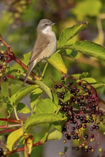Warbler, (Sylvia curruca), animals, birds, warbler family, sits, tree, elderberries, biotope,