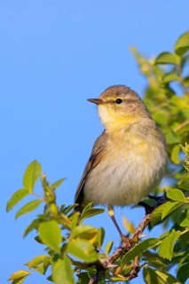 Willow Warbler, Willow Warbler, Phylloscopus trochilus, Pouillot fitis, Mosquitero Musical, Bad