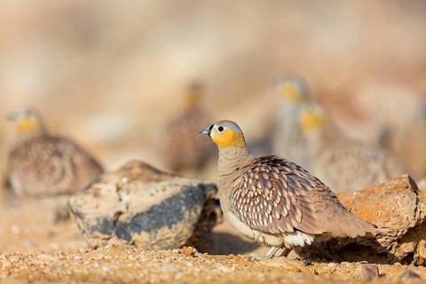 Crowned sandgrouse (Pterocles coronatus), Israel, Middle East