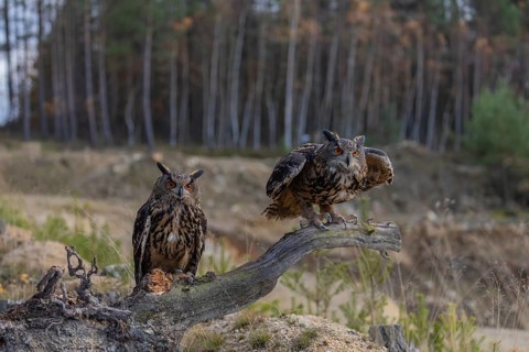 Two Eurasian Eagle Owls, Bubo bubo, sitting side by side on a root of a dead tree. A forest in the