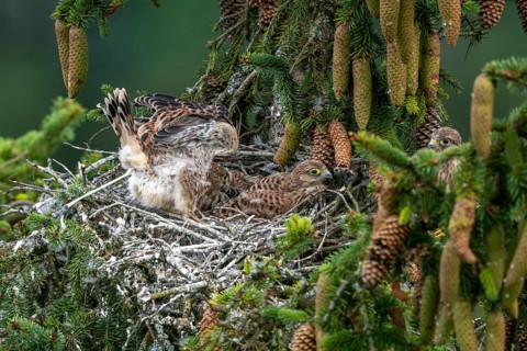 Common kestrel (Falco tinnunculus), young birds not yet ready to fly in the nest,