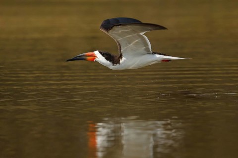 Black skimmer fly, in river, Rio Negro, Pantanal, Brazil. Skimmer drinking water with open wings.