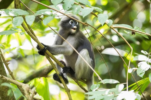 Dusky leaf monkey (Trachypithecus obscurus), Kaeng Krachan National Park, Phetchaburi Province,