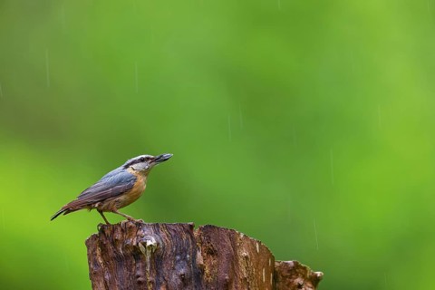 Eurasian nuthatch (Sitta europaea), Sittelle torchepot, Trepador Azul, Tiszaalpár, Kiskunsági