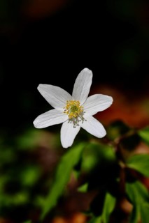 Wood anemone (Anemone nemorosa), flower, close-up, early bloomer, spring, Wilnsdorf, North