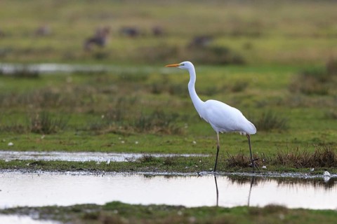Great Egret (Ardea alba), North Rhine-Westphalia, Germany