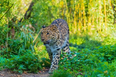 One Amur leopard (Panthera pardus orientalis) walks through green vegetation