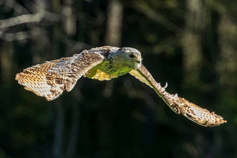A bird of prey flies through a forest, wings outstretched, with soft light from above, Siberian