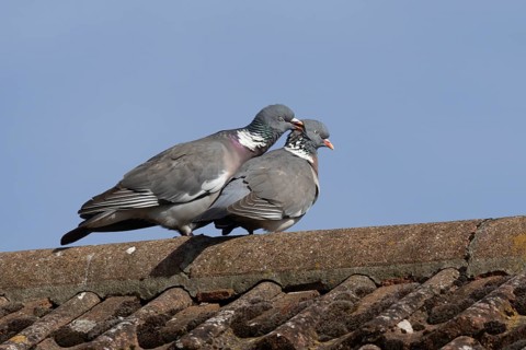 Wood pigeon (Columba palumbus) two adult birds during their courtship display on an urban house