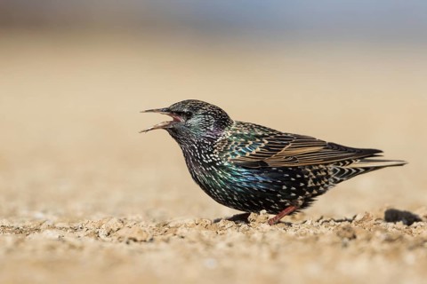Common Starling - Star - Sturnus vulgaris ssp. vulgaris, Spain