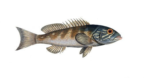 Fish, fish, genus of hussar fish, Holocentrus virescens, the green coloured Sogo, the green