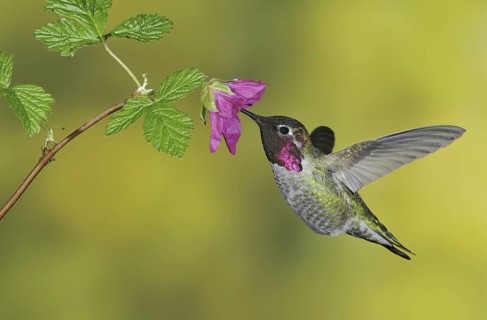 Anna's Hummingbird (Calypte anna), British Columbia, Canada