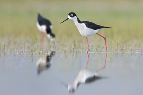 Black-necked Stilt (Himantopus mexicanus) feeding in a marsh in central Washington State, USA