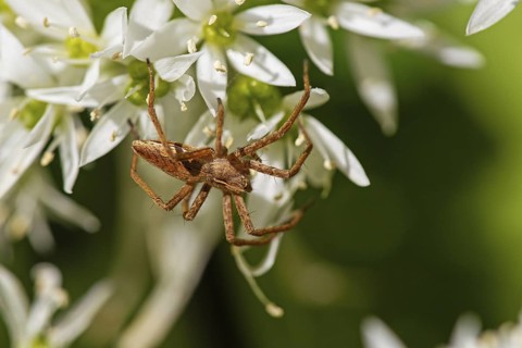 Listspider (Pisaura mirabilis), family of spiders, predatory spider, arachnids, insects, animals,