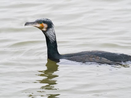 Great cormorant (Phalacrocorax carbo), male adult in breeding plumage, swimming across a lake,