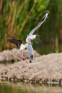 Black-winged stilt (Himantopus himantopus) chasing a Black-headed gull (Chroicocephalus
