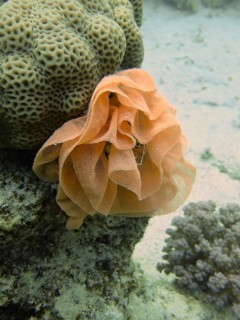 Spanish dancer spawn (Hexabranchus sanguineus)