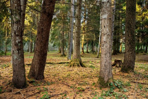 Forest landscape or park landscape in autumn. Several tree trunks in the foreground. Further back