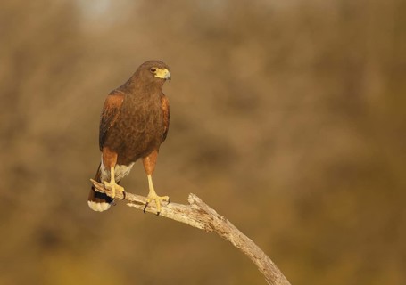Harris's Hawk (Parabuteo unicinctus), Texas, USA