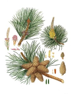 Pitch pine, Pinus rigida, tree, digitally enhanced reproduction of an original by Aylmer Bourke