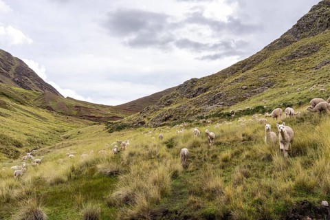 Alpaca (Lama pacos), Pallay Punchu Rainbowmountain, Layo, Peru