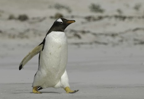 Gentoo Penguin (Pygoscelis papua), Falkland Islands