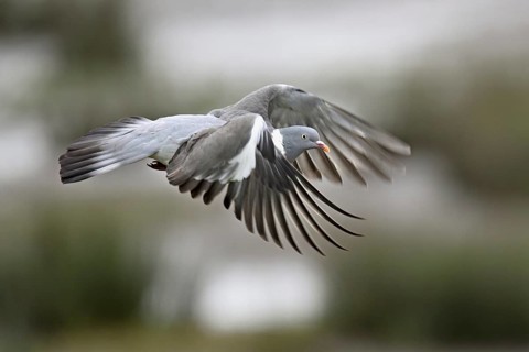 Wood pigeon (Columba palumbus), in flight, Texel, West Frisian Island, province of North Holland,