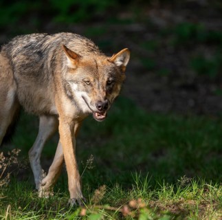 Wolf (Canis lupus) running through its territory, captive, Bavarian Forest National Park, Bavaria,