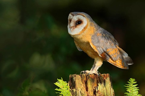 Barn owl, Tito alba, nice bird sitting on stone fence in forest cemetery with green fern, nice