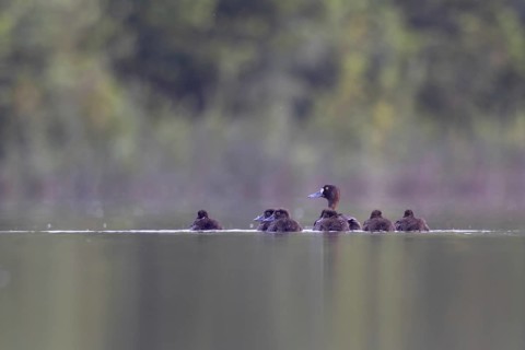 Tufted Duck (Aythya fuligula) female with chicks, North Rhine-Westphalia, Germany