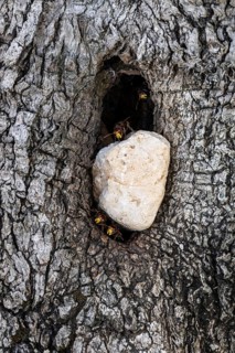 Hornets (Vespa crabro) at the nest entrance in an olive tree, Sicily, Italy