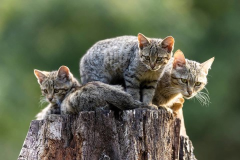 Three kittens sitting on a tree stump in a green forest, wildcat (Felis silvestris), kitten,