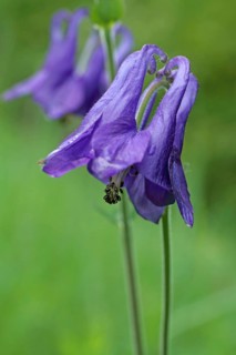 Columbine (Aquilegia vaulgaris), Liliental, Kaiserstuhl, Baden-Württemberg, Germany