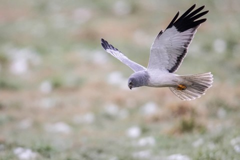 Hen harrier (Circus cyaneus), male, flying, Emsland, Lower Saxony, Germany