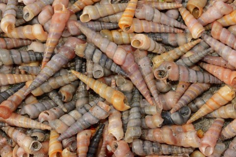 Common tower snail (Turritella communis) empty shells on the beach, Camargue, Provence, southern