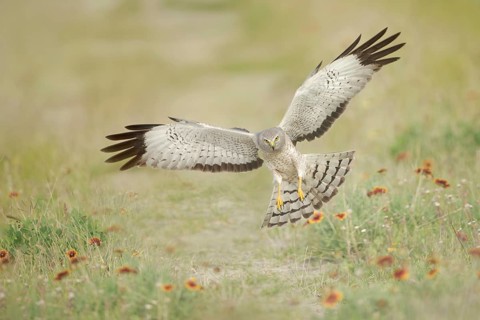 Northern Harrier (Circus hudsonius) flying, Texas, USA