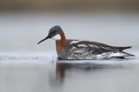 Red-necked Phalarope (Phalaropus lobatus) female, Alaska, USA