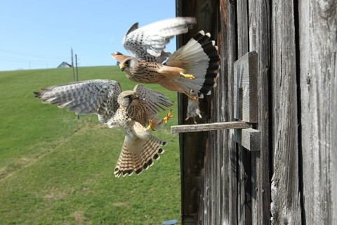 Kestrel (Falco tinnunculus) Male flies away from the breeding site with a vole (Arvicolinae),