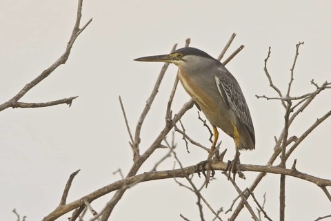 Striated Heron (Butorides striata), Ecuador