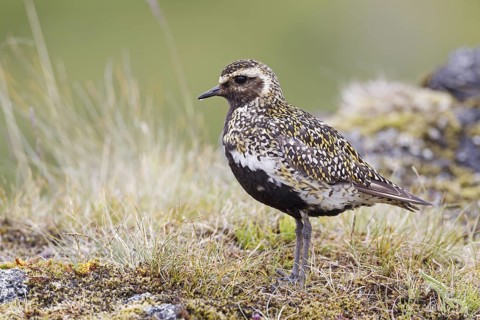 European Golden Plover (Pluvialis apricaria), Iceland