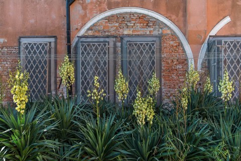 Blooming palm lilies (Yucca gloriosa) in front of a brick wall on the island of Giudecca, Veneto,
