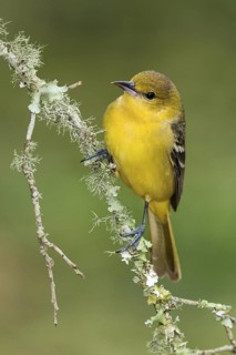 Orchard Oriole (Icterus spurius) female perched on a branch, Texas, USA