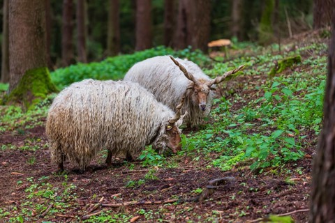 Two Racka or Hortobágy Racka Sheep (Ovis aries strepsiceros hungaricus) with its unusual