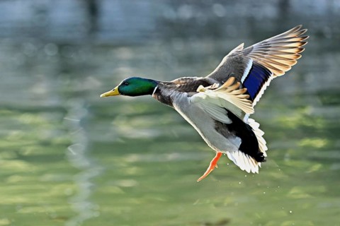 Mallard (Anas platyrhynchos), drake in flight, Switzerland