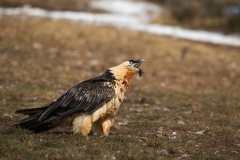 Bearded Vulture (Gypaetus barbatus), Pyrenees, Spain