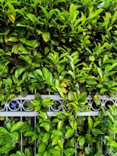 Cherry laurel hedge in Düsseldorf, Germany