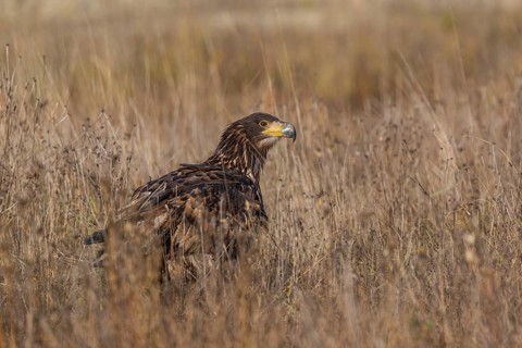 One white-tailed eagle (Haliaeetus albicilla) sitting on a meadow of tall dry grass in early