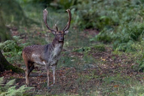 On the way to the hide I have a brief encounter with this fallow deer (Dama dama), which left the