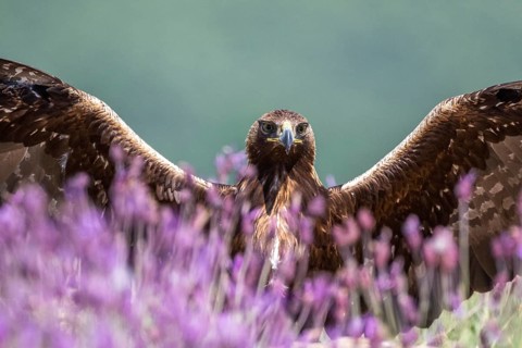 Golden Eagle (Aquila chrysaetos) amongst flowers with spread wings, Madrid, Spain